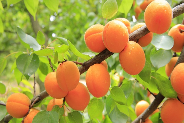 Dried Apricotos Benefits
