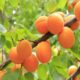 Dried Apricot Benefits In Hindi: खुबानी के फायदे जानकर दंग हो जाएंगे