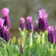 Lavender Plant: Grow, Benefits, Uses, Side Effects, Warnings