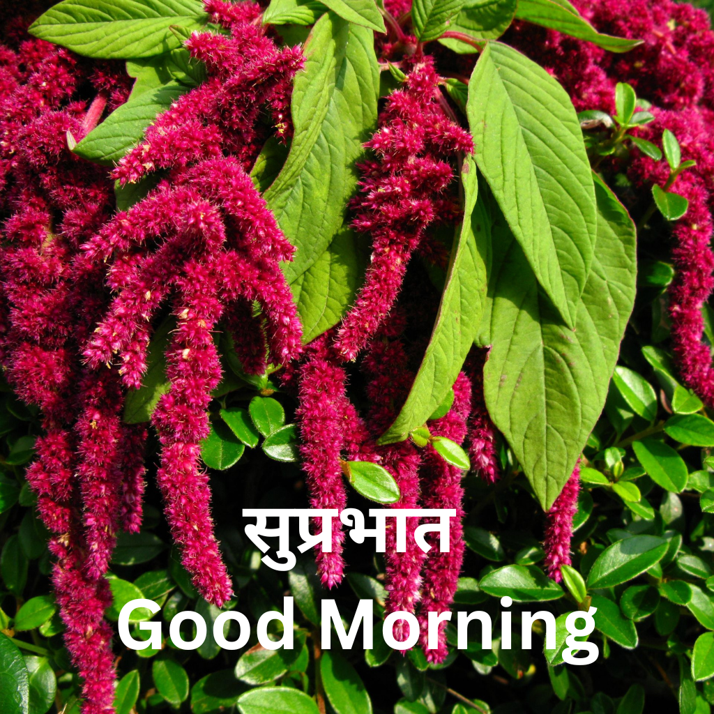 Suprabhat Images, Whatsapp Suprabhat Images, Suprabhat Images in Hindi, Latest Suprabhat Images, Suprabhat Images in Hindi Latest, skondor.com